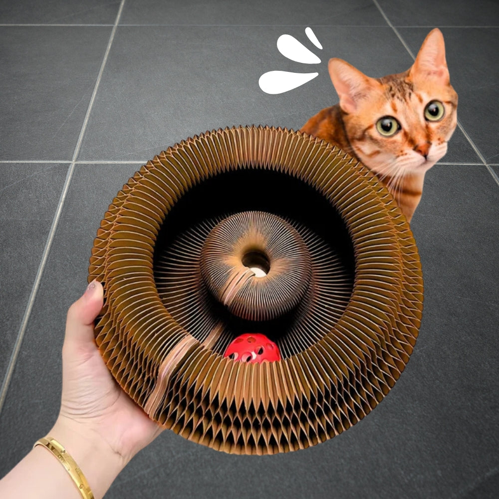 PawLoop - endloser Spielspaß für glückliche Katzen!