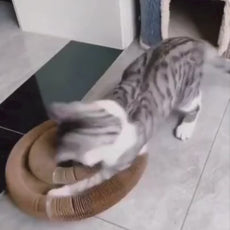 PawLoop - endloser Spielspaß für glückliche Katzen!